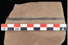 Foto (Detailansicht) von Sparganium acheronticum Unger (NHMW-GEO-2024-0188-0437)